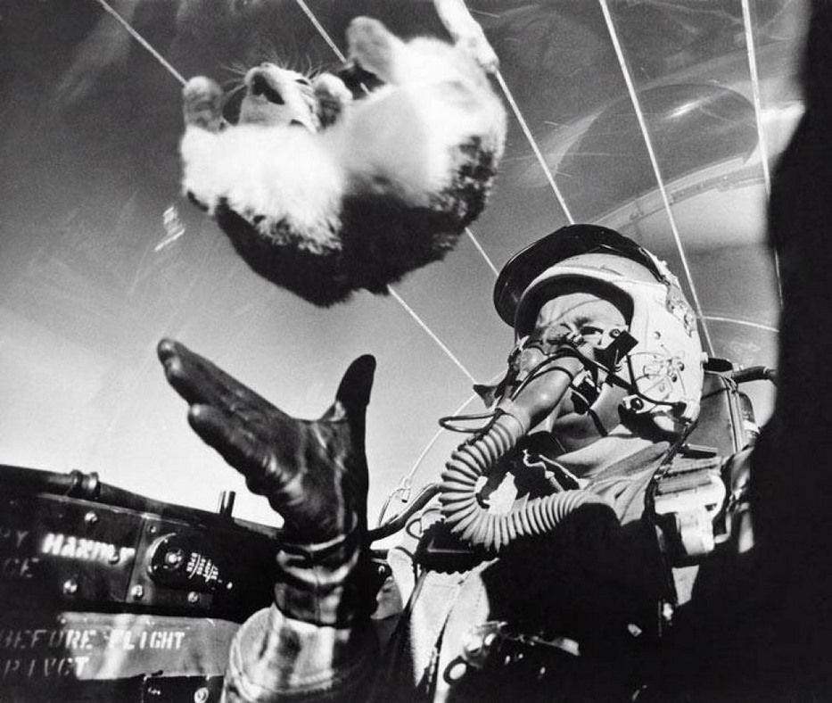 Изучение воздействия невесомости на кота на высоте 7,6 км, внутри кабины F-94C, май 1958 г.