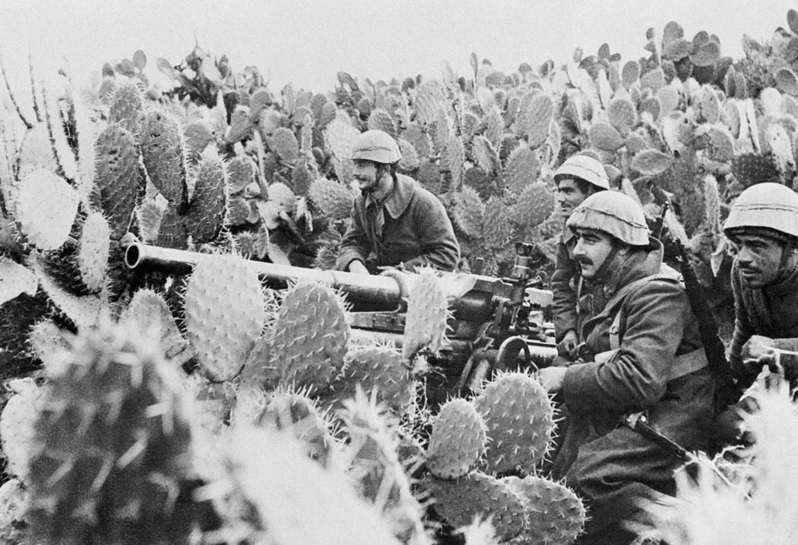 Итальянские артиллеристы на позиции в зарослях кактусов у 47-мм противотанковой пушки Cannone da 4732 M35, Тунис, 1943 г.