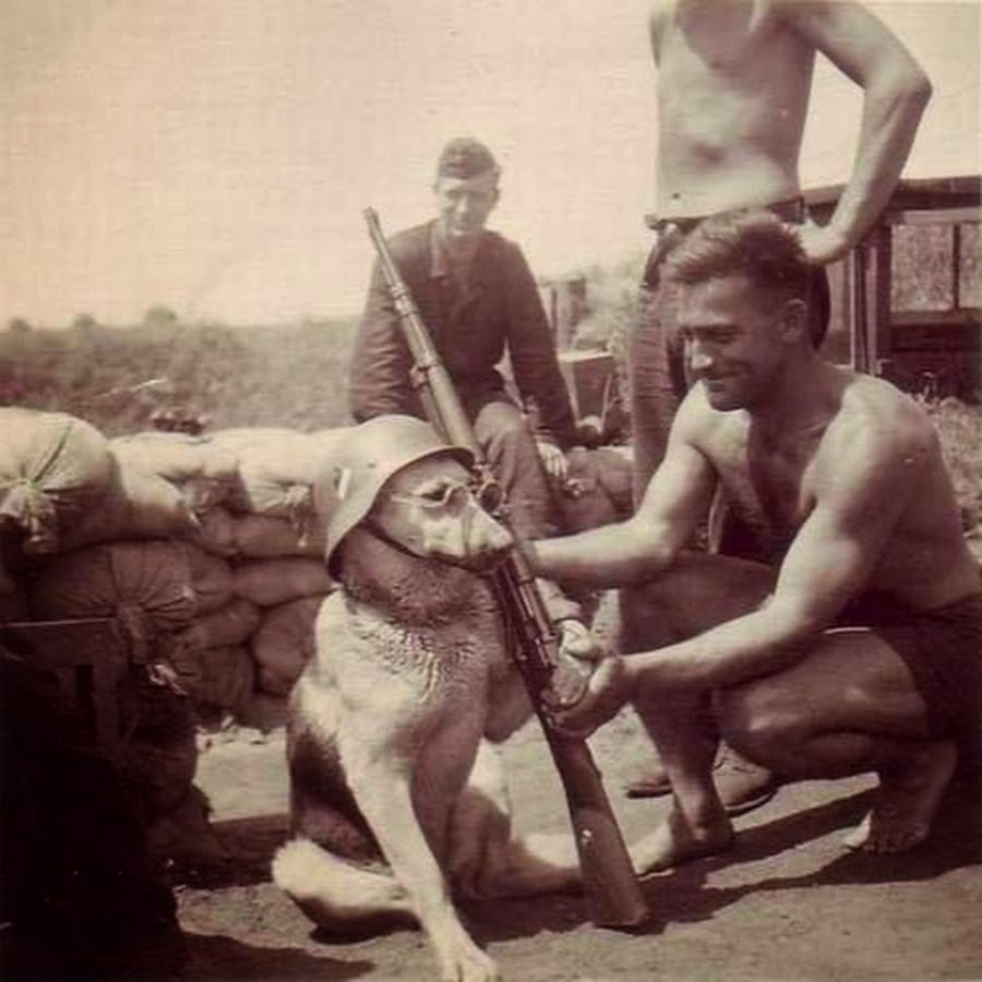 Немецкие солдаты фотографируют собаку в штальхельме и с винтовкой Mauser 98, 1940 г.