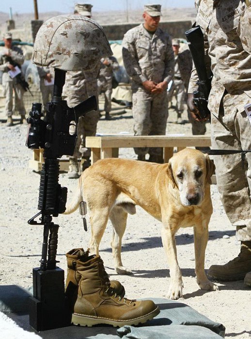 Пес прощается со своим погибшим другом-солдатом США, Афганистан, 2004 г.