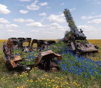 Уничтоженный российский БТР-82А, заросший синими и жёлтыми цветами, Украина, июнь 2022 г.jpg