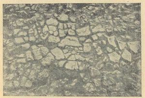 Глиняна плитчаста підлога в житлі № 8 на поселенні в уроч. Коломийщина І (1936 р.)..jpg