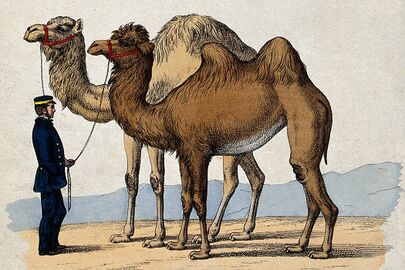 The u s armys remarkable camel corps of the 1850s 1050x700.jpg