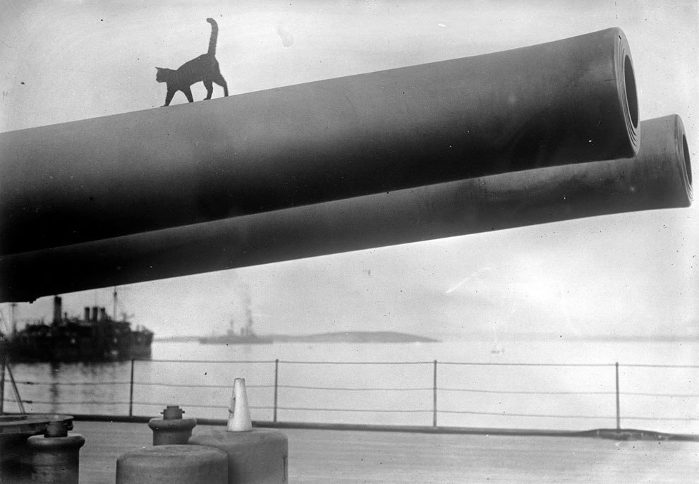 Кошка, талисман корабля HMS "Queen Elizabeth", гуляет вдоль ствола 15-дюймового орудия на палубе, 1915 г.