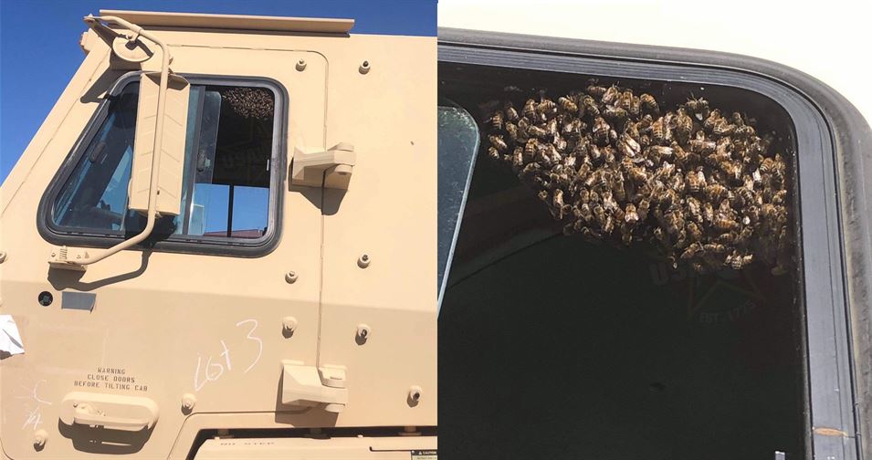 Пчёлы облепили американский грузовой автомобиль Oshkosh M1083 А1Р2, США, октябрь 2019 г.