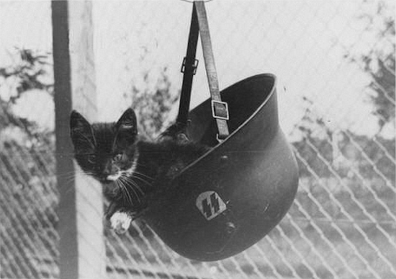 Котёнок сидит в подвешенном штальхельме, принадлежавшем солдату войск СС, между 1939 и 1945 гг.
