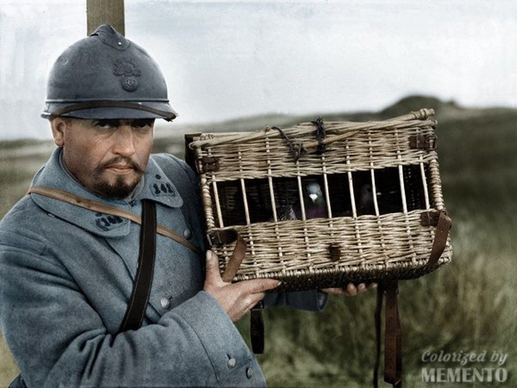Французский солдат с почтовыми голубями, 1917 г.