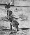Кенгуру в своеобразной униформе, на воротнике которой даже помещен значок австралийской бригады, 1915 г..jpg