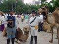 Reenactors pose with camels in front of the Alamo celebrating the sesquicentennial of their arrival in Texas.jpg