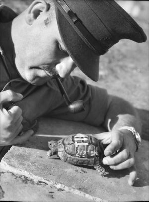 Капитан Д. Михельсон рисует на панцире черепахи название своего батальона, 28 марта 1940 г..jpg