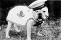 Корабельный пес по кличке Брюс австралийской канонерской лодки Церберус (HMAS Cerberus) в парадной форме..jpg