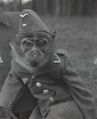 Обезьянка в форме люфтваффе, Вторая мировая война.jpg