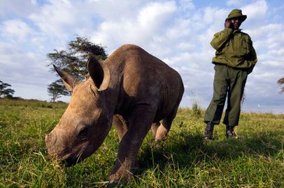 Baby-rhino-in-Samburu-photo-6-thumb-425x283.jpg