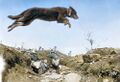 Немецкий посланник собака прыгает через траншею, скорее всего на Западном фронте, к ошейнику прикреплено послание, май 1917 г..jpg