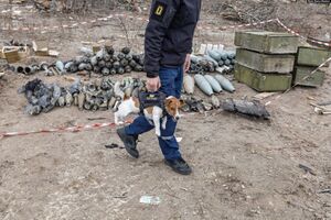Член украинской команды по утилизации взрывоопасных предметов несет собаку по имени Патрон. Под Черниговом, 6 апреля 2022 года.jpg