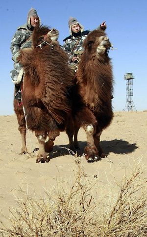 Верблюжья пограничная кавалерия современной Монголии.jpg