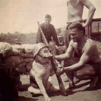Немецкие солдаты фотографируют собаку в 1940 г.jpg