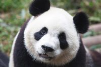 Панда.jpg
